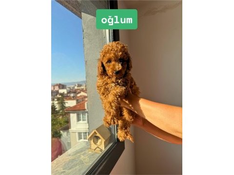 Dişi toy poodle