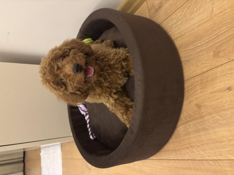 3 aylık poodle