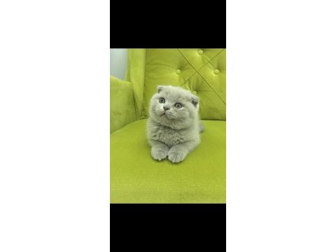 Scottish fold buzz rengi minnos