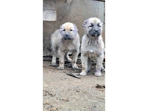 2 adet saf orjinal kangal