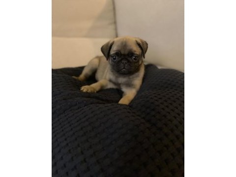Pug bebekler