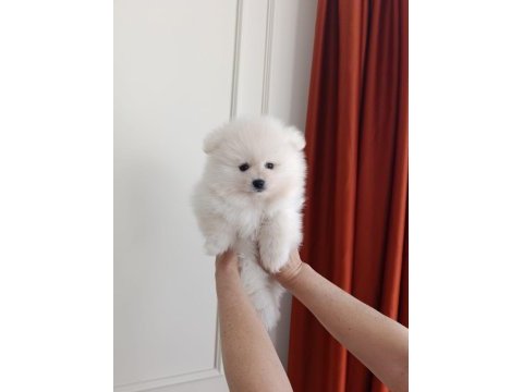 Pomeranian boo bebeklerimiz yeni sahiplerini bekliyorlar