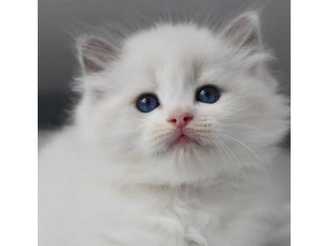 Türkiye'nin en değerli kedisi ragdoll