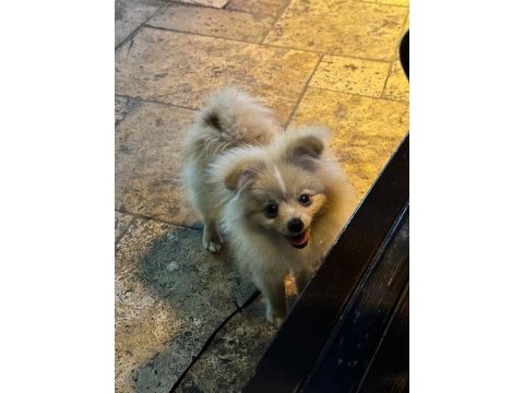 4.5 aylık yavru pomeranian
