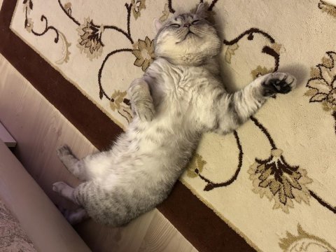 Erkek british shorthair kaplan çizgili kısır değil