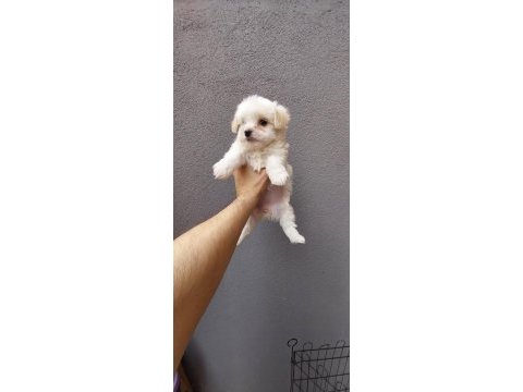 Maltese yavrularımız