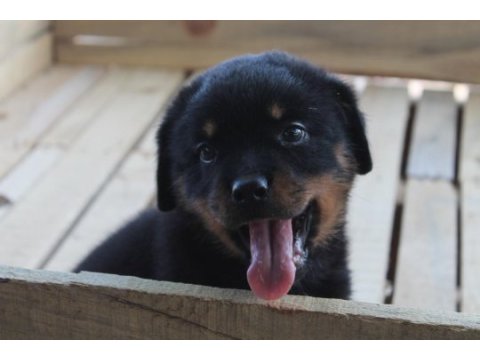 Hayalinizdeki rottweıler yavrusu sizi bekliyor