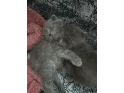 20 nisan doğumlu eskişehir scottish fold