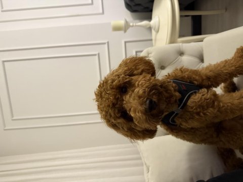 9 aylık tuvalet eğitimli poodle