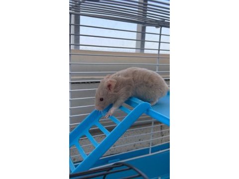Bir kahve rengi bir süt beyaz 2 adet hamster