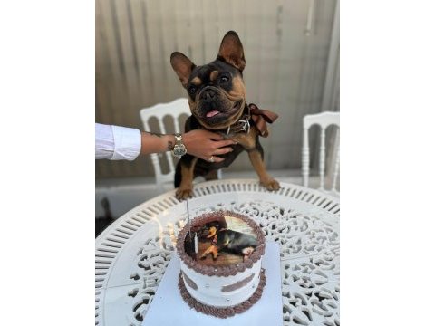 A kalite french bulldog