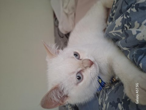 Sevimli british shorthair