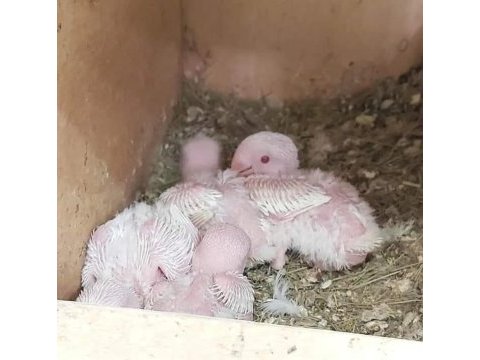 Yerli üretim bebek albino cennet papağanları
