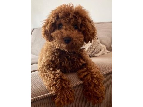 6 aylık toy poodle erkek