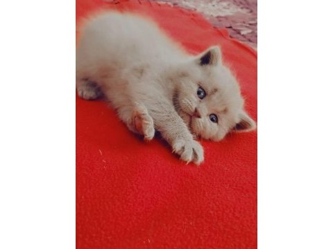 Yavru scottish fold