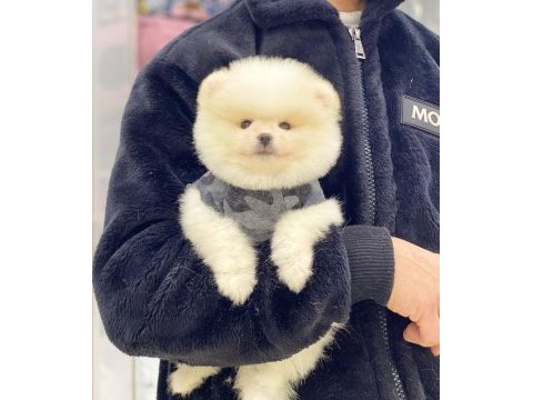 Pomeranian boo köpeğimiz