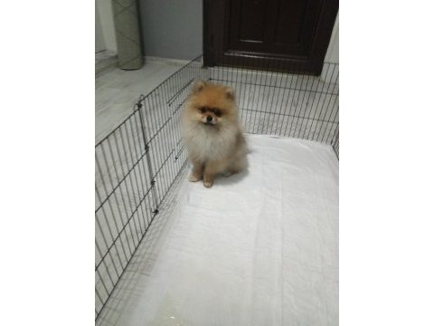Pomeranian köpeği