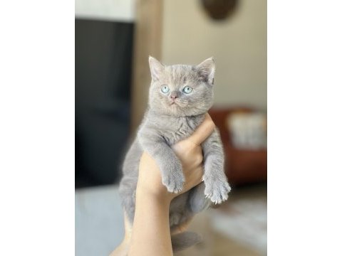 Safkan oyuncu british shorthair yavrum