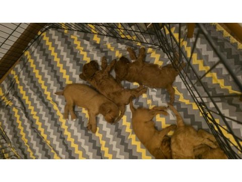 6 haftalık cavapoo