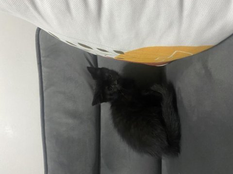 Siyah british shorthair gece