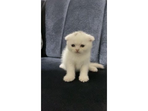 Scottish fold erkek kedimiz