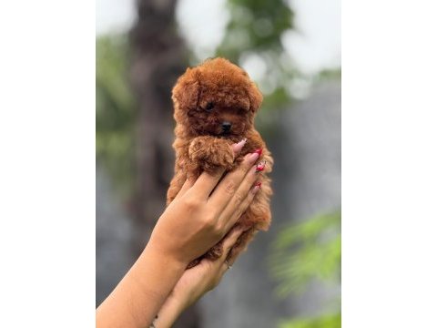 Safkan teacup kore poodle 