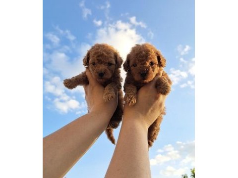 Kore toy poodle erkek ve dişi yavrularımız