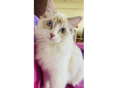 Ragdoll o bir kediden çok daha fazlası