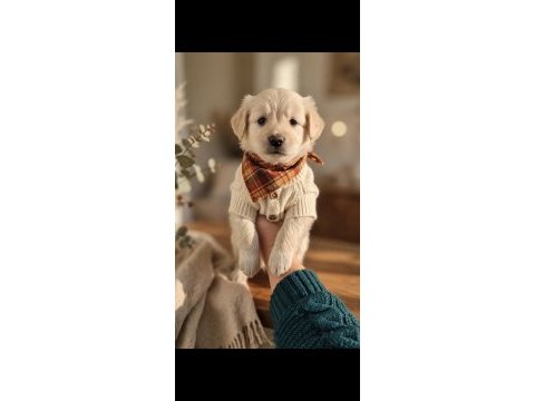 Maltipoo yavrum 55 gunluk