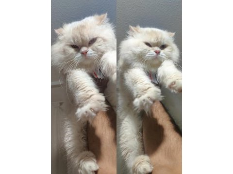 Full şecereli british longhair cy1233 yetişkin erkek