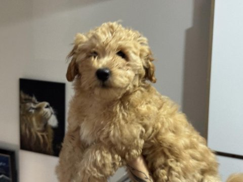 Wc eğitimli maltipoo yavrularımızı canlı görün
