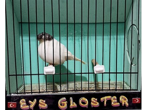 Toplu gloster kanaryalar hepsi vasıflı