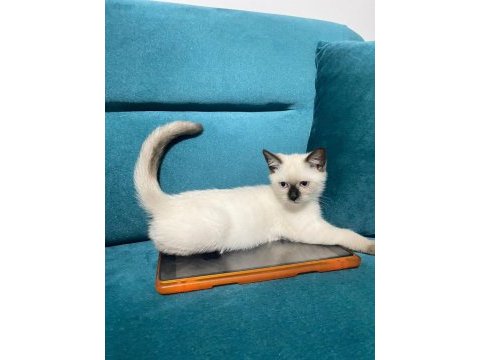 British shorthair yavrular