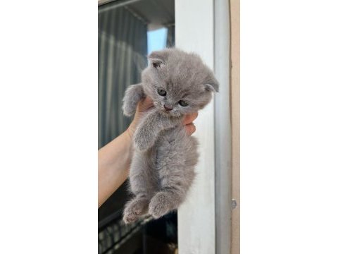 Scottish fold yavru kedimiz