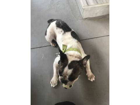 Doby fransız bulldog kızıma eş arıyoruz