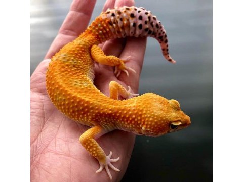 Evcil bebek ve yetişkin leopard geckolar