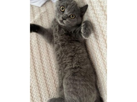 Anne ve baba scottish dişi kedi uyguna verilecek