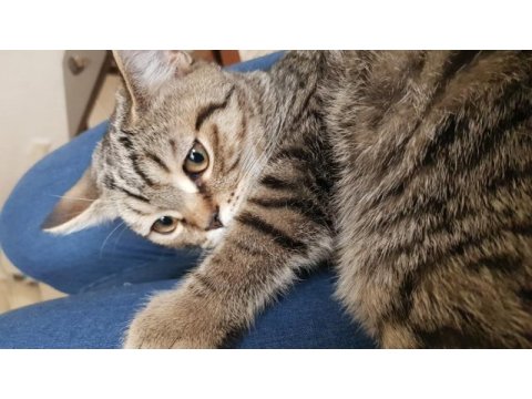 Kendi kedimin british shorthair yavrusu