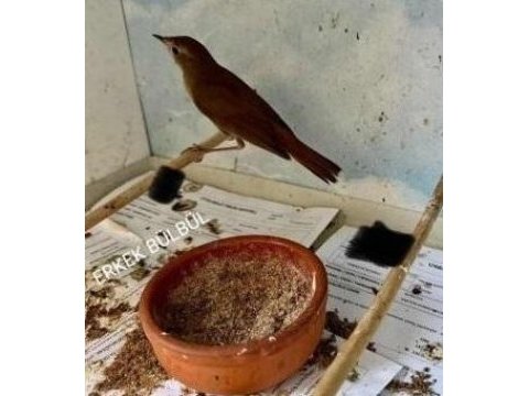 2026 bebek erkek ve dişi bülbüller