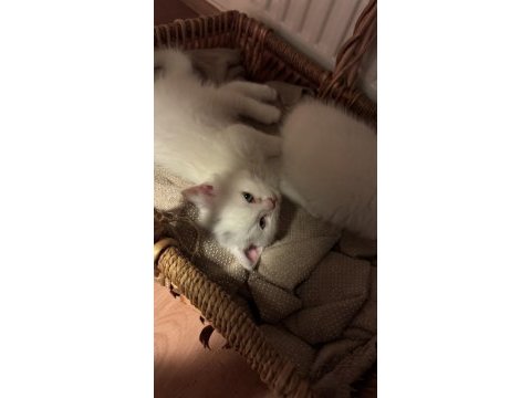 Eğitimleri tam gayet sevecen minik british shorthair