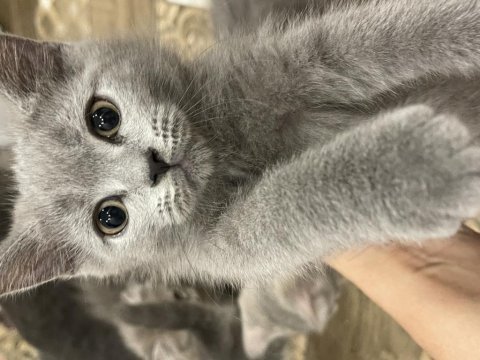 Sahiplendirme british shorthair
