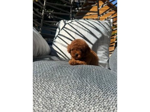 Orijinal safkan toy poodle yavrularımız