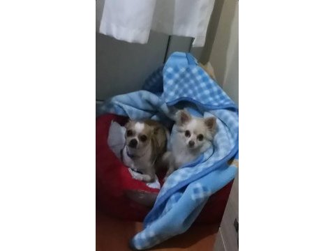 2 yaşında ve 3 aylık iki adet dişi şivava köpeğimiz acil