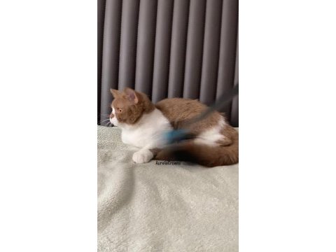 Safkan brıtısh shorthaır cınnamon bıcolour erkek
