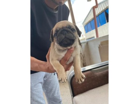 Sağlıklı pug mops yavrularımız