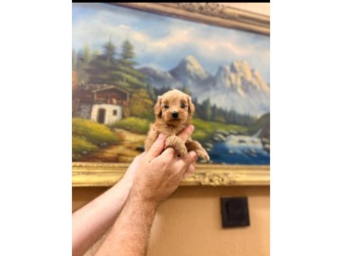 Bal poodle çocuklar