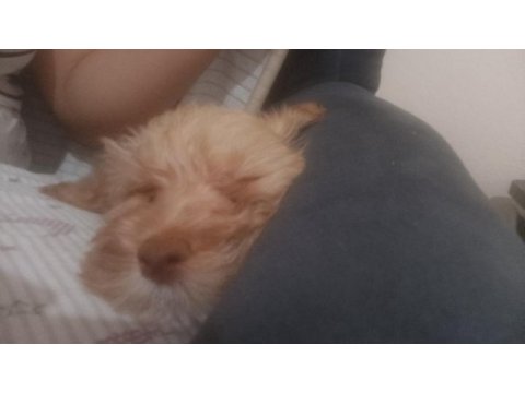 Maltipoo bebek