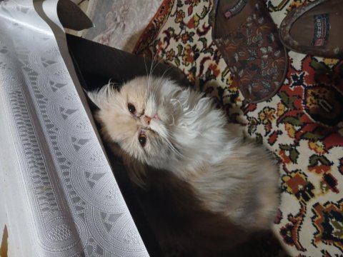 İran kedisi chinchilla