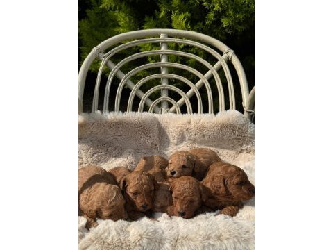 Erkek dişi poodle bebekler