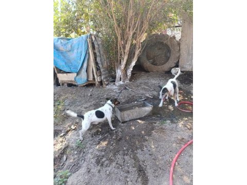 Üst düzey bir yaşında dişi 3 yaşında erkek köpeğimiz
